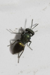 Entedon