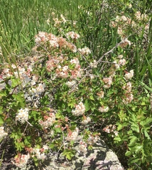 Physocarpus monogynus