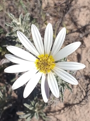 Arctotis pinnatifida