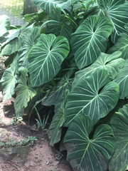Philodendron gloriosum