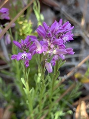 Polygala lewtonii