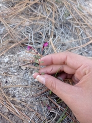 Erythranthe purpurea