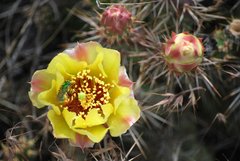 Opuntia fragilis