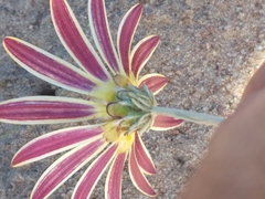 Arctotis pinnatifida