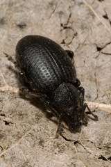 Otiorhynchus orbicularis