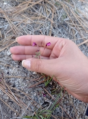 Erythranthe purpurea