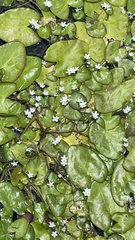 Nymphoides hydrophylla image