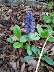 Ajuga reptans