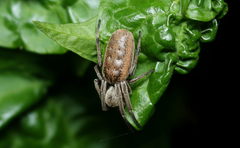 Araneus tubabdominus