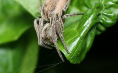 Araneus tubabdominus