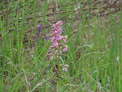 Anacamptis morio