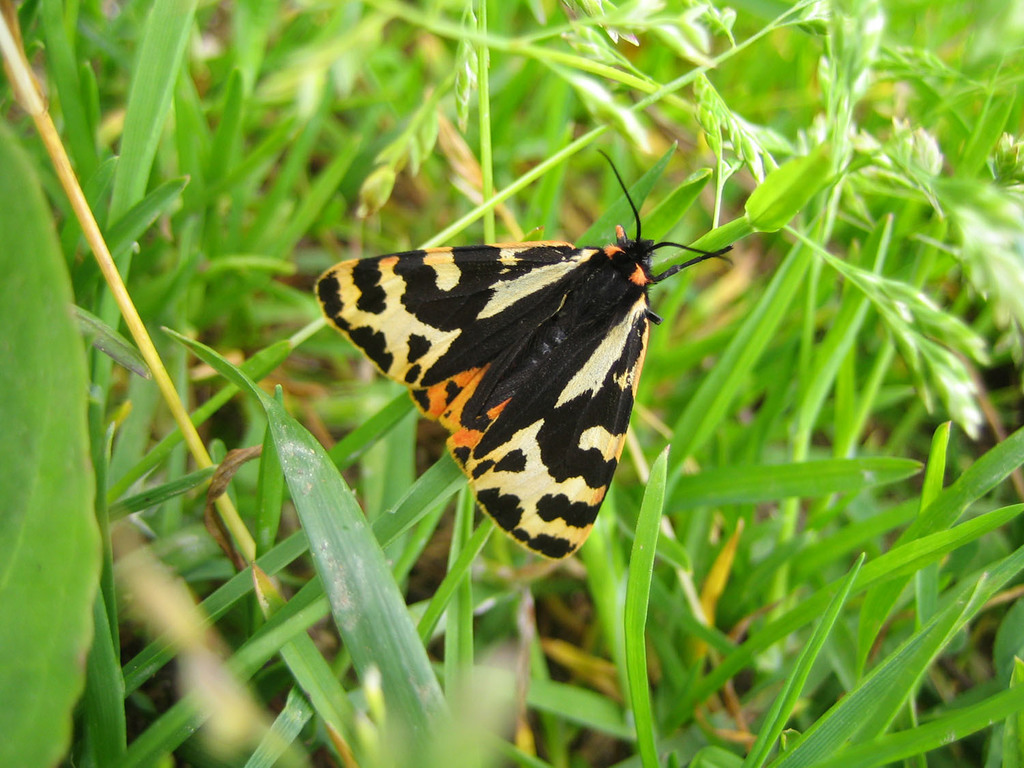 Arctiina