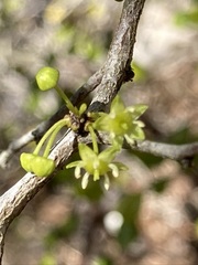 Pseudoziziphus celata