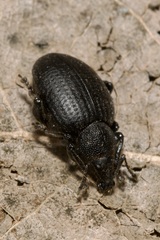 Otiorhynchus orbicularis