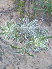 Arctotis pinnatifida