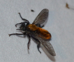 Laphria sericea