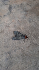Apistosia judas