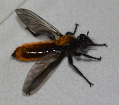 Laphria sericea