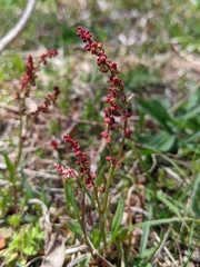 Rumex