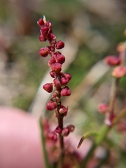 Rumex