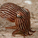 Squids and Cuttlefishes - Photo (c) Erik Schlogl, some rights reserved (CC BY-NC), uploaded by Erik Schlogl