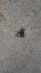 Apistosia judas