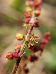 Rumex