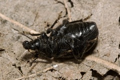 Otiorhynchus orbicularis