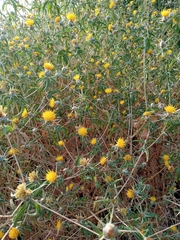 Centaurea hyalolepis