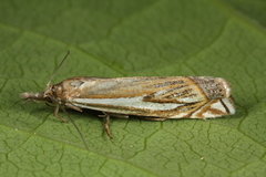 Crambus pratella