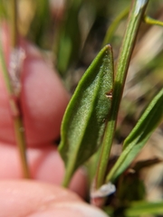 Rumex