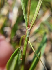 Rumex
