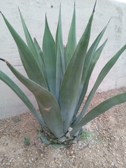 Agave atrovirens