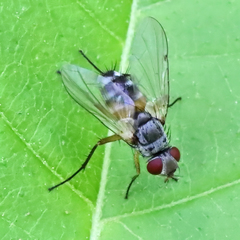 Cholomyia inaequipes