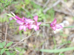 Gladiolus communis