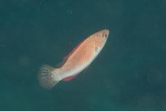 Cirrhilabrus rubripinnis