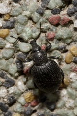 Otiorhynchus orbicularis