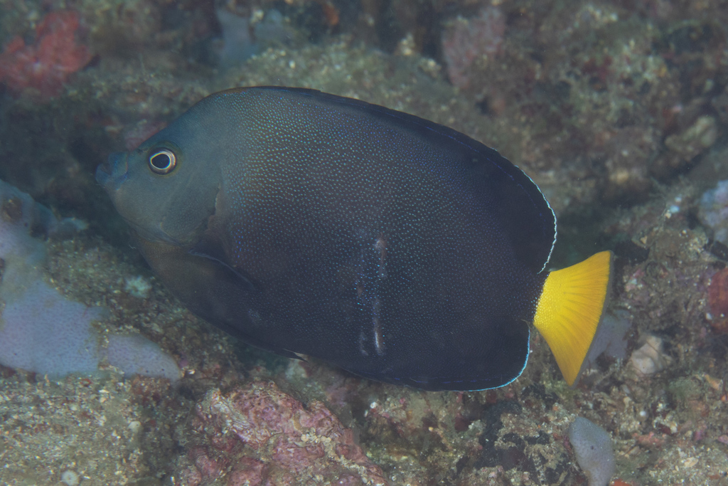 Blue-Spotted Angelfish
