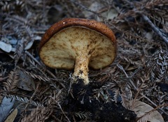 Polyporus decurrens