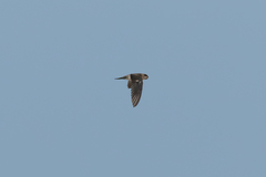 Aerodramus germani germani
