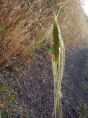 Triticum dicoccoides