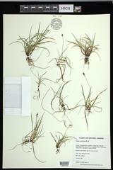 Carex concinna