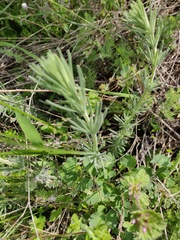 Galium xeroticum