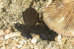 Tomiyamichthys emilyae