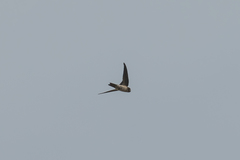 Aerodramus germani germani