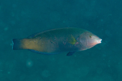 Anampses geographicus