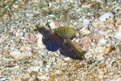 Tomiyamichthys emilyae