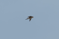 Aerodramus germani germani