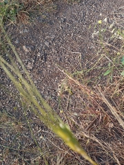 Triticum dicoccoides