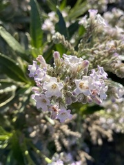 Eriodictyon trichocalyx